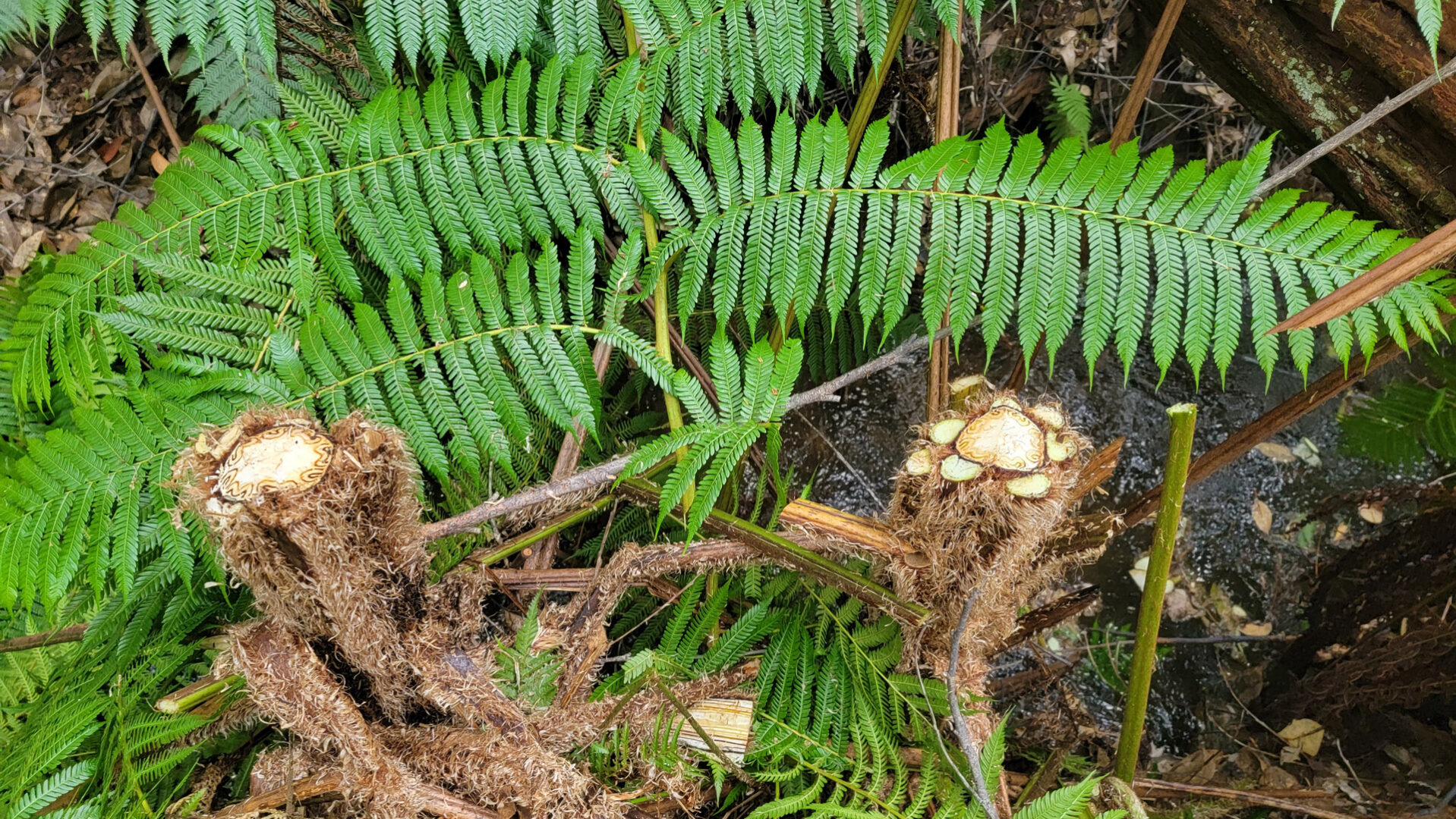 Dead Australian Tree Ferns