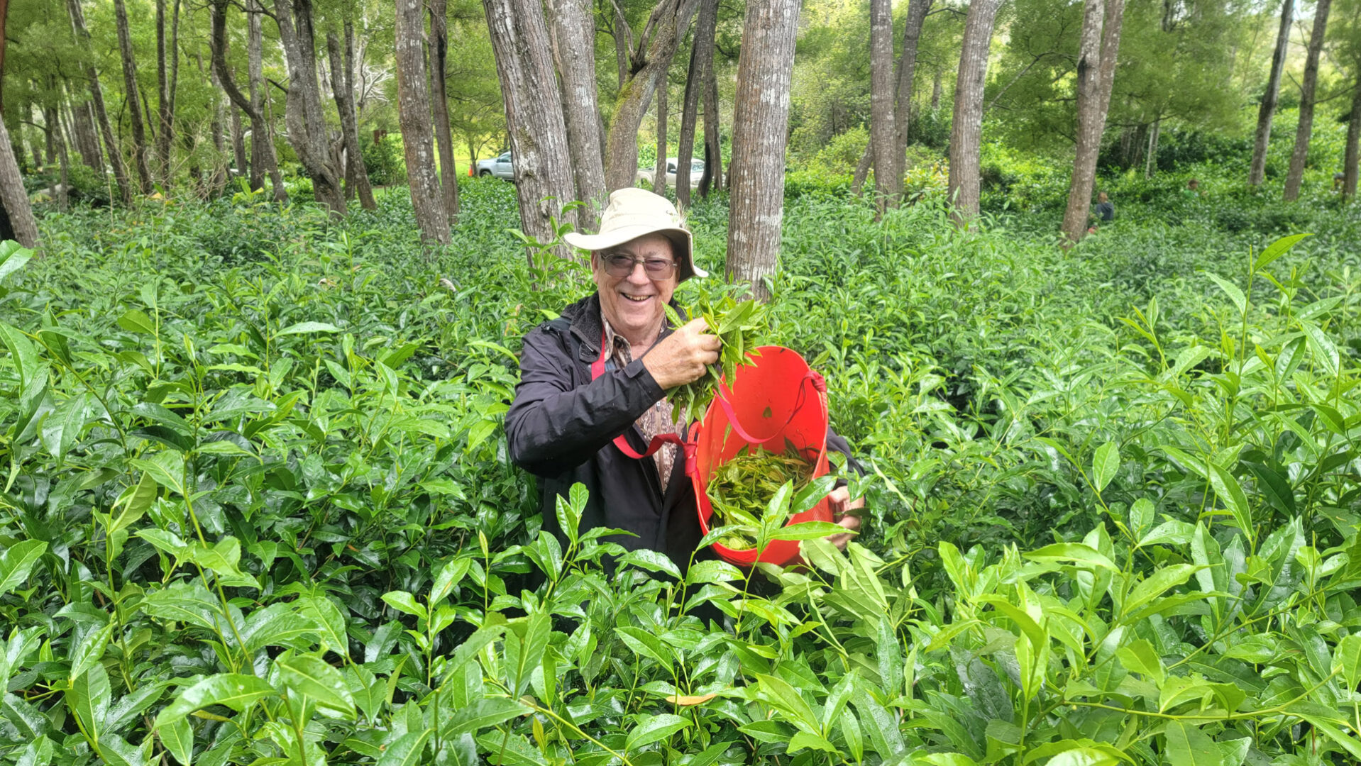 Deane master tea leaf picker