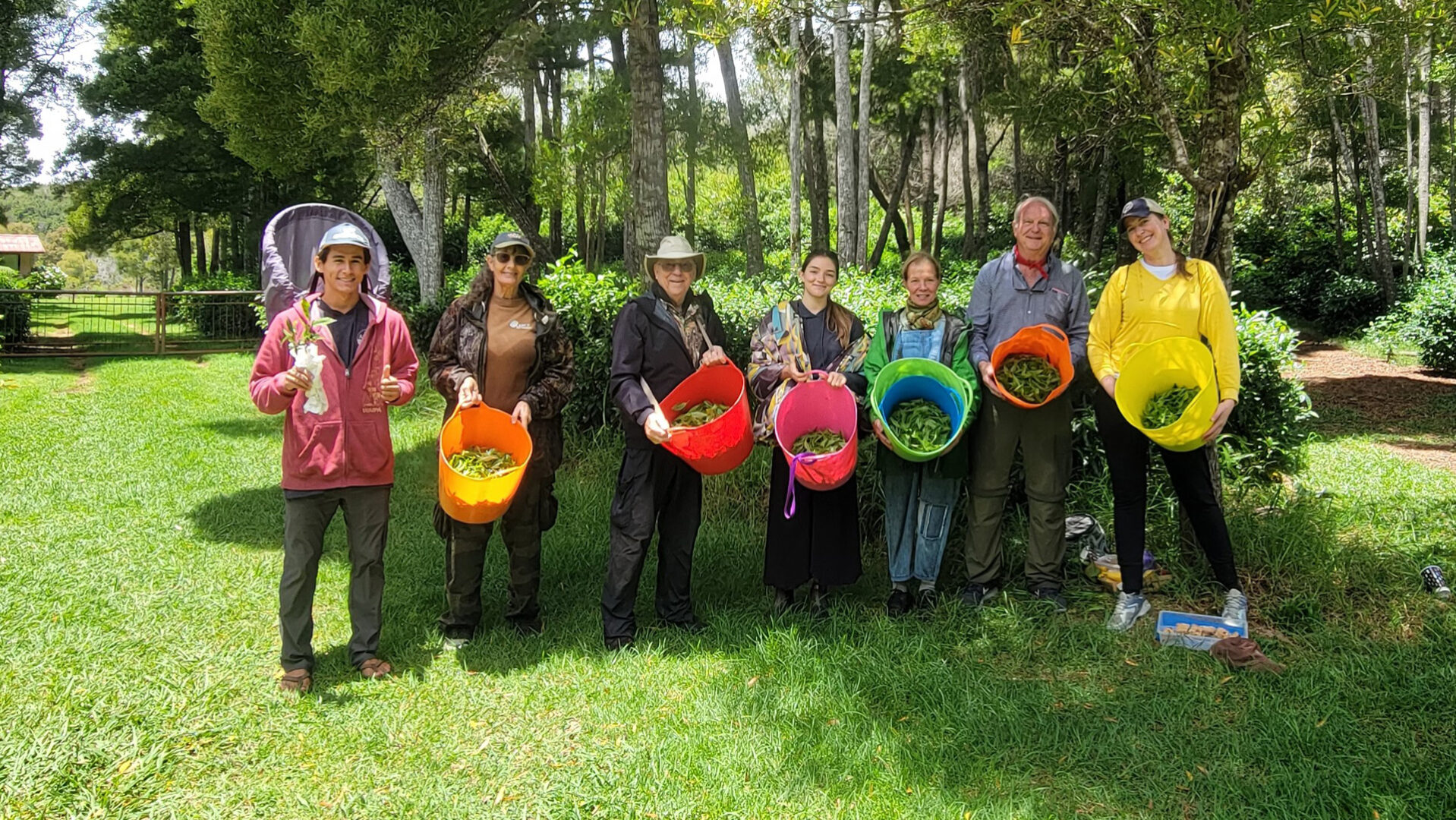 Our tea picking group in Kokee