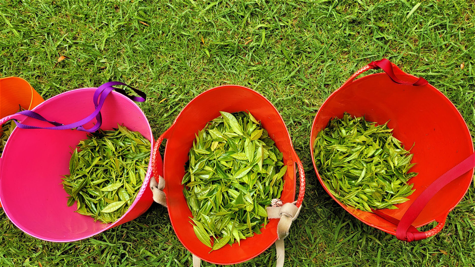 Tea leaves in harvest baskets,14 lbs. total