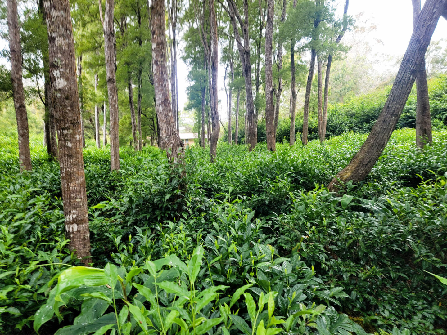 Tea plants in Kokee