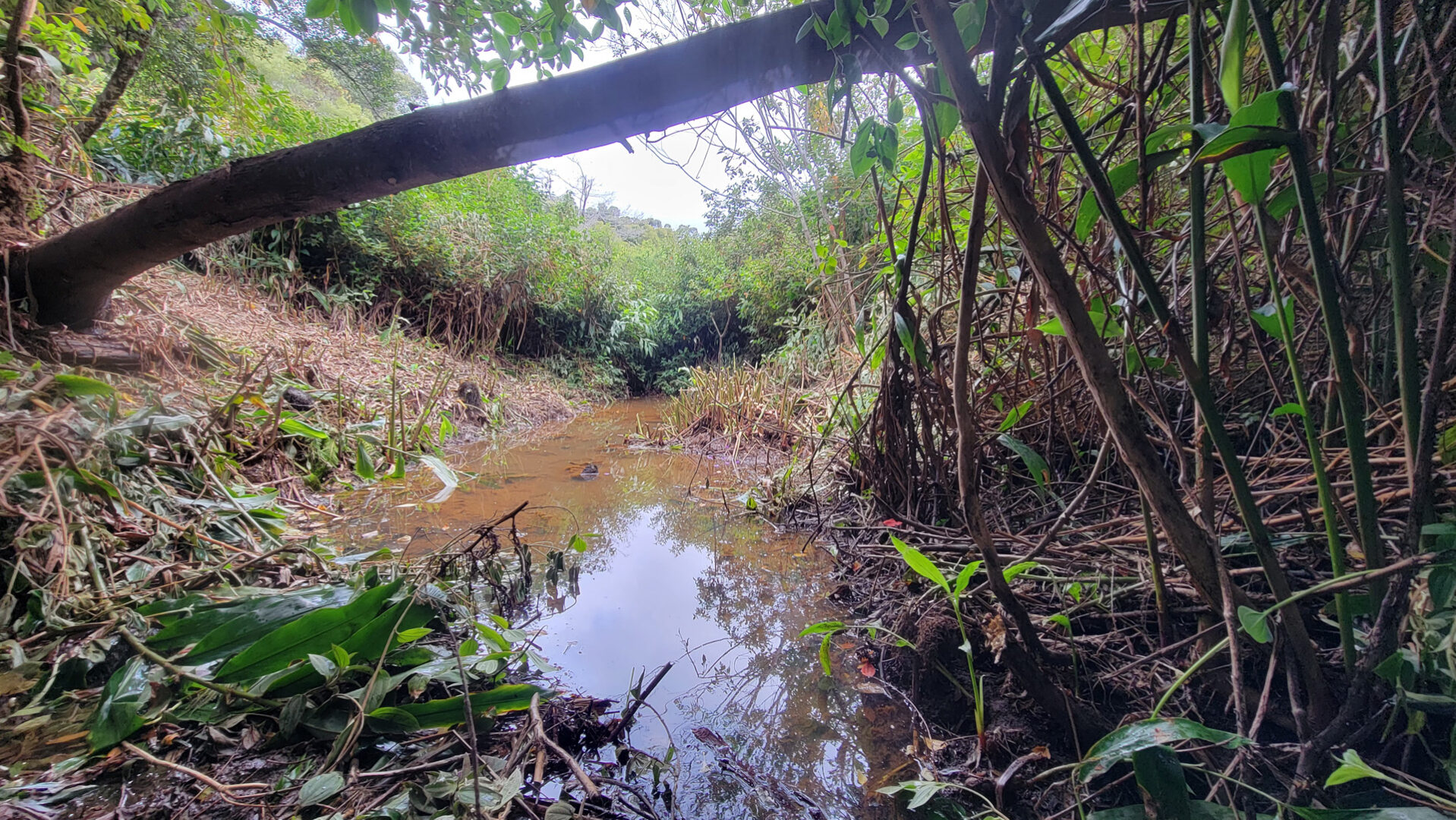 View showing approximately 20 feet of cleared stream