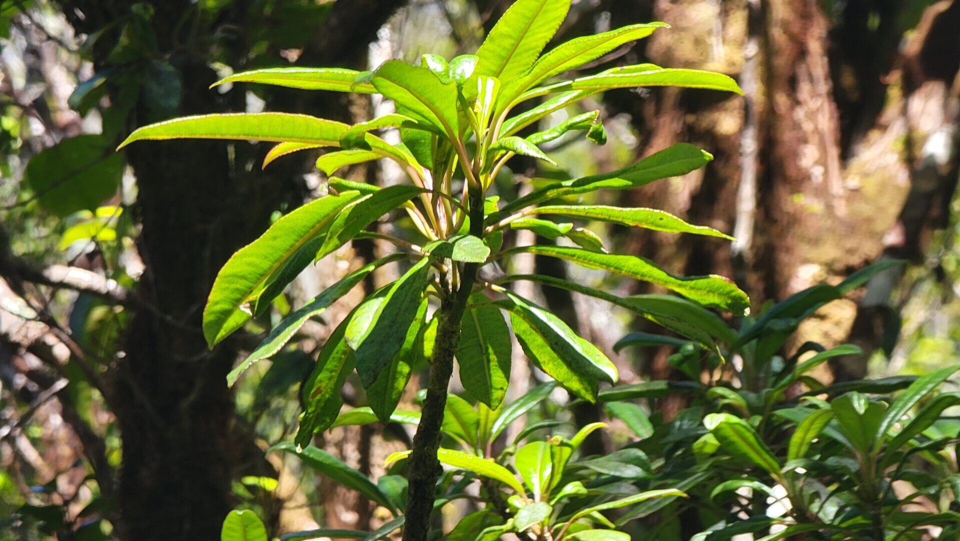 Rare Lobelia Plant