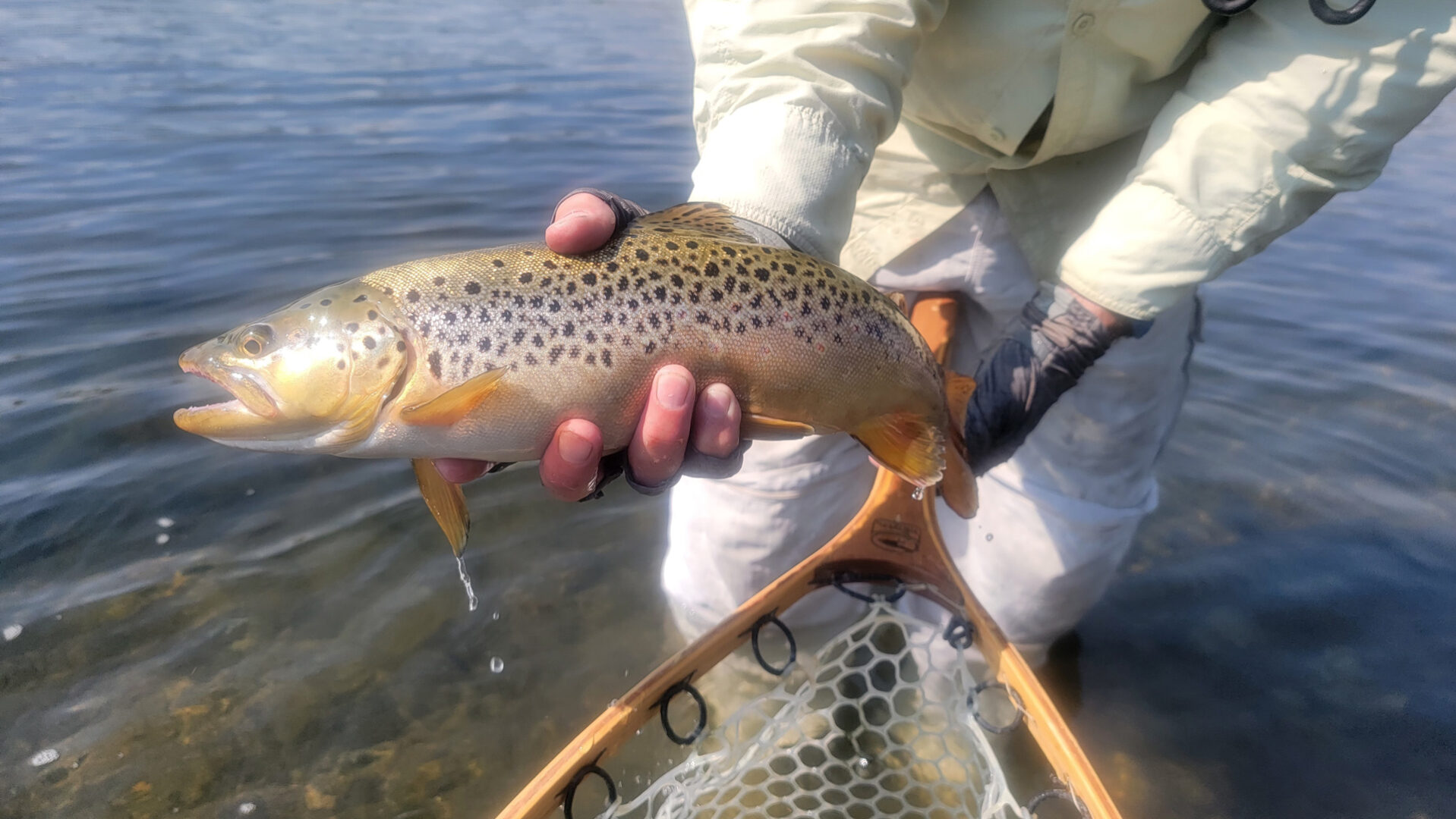 Brown Trout Big Horn River Montana