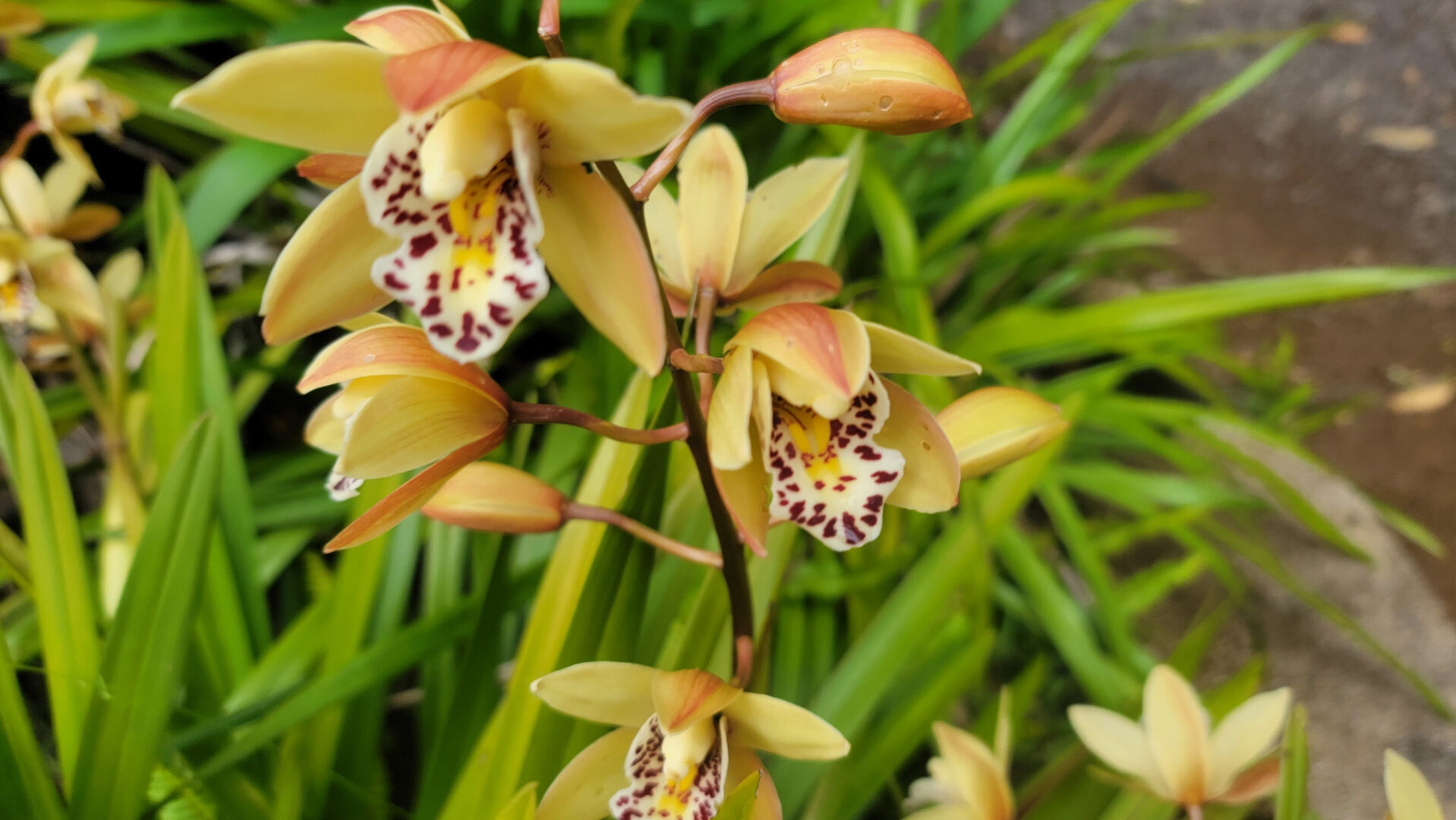 Orchids around Kauai cabin Dec 2022