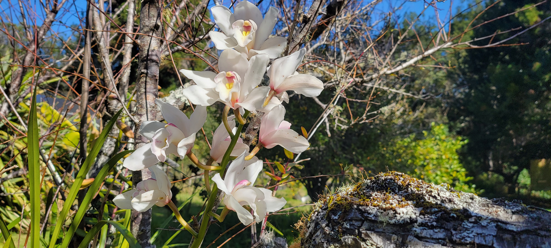 Orchids around Rice Cabin in Kokee Kauai 2023