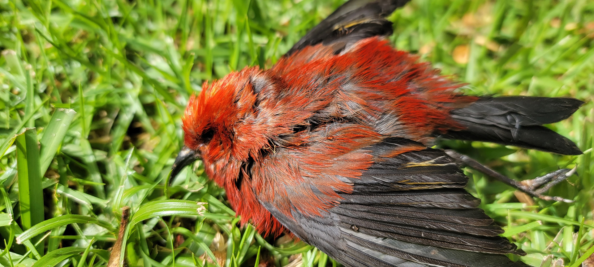 Rare emdamic Apapane bird Kokee Kauai 2023