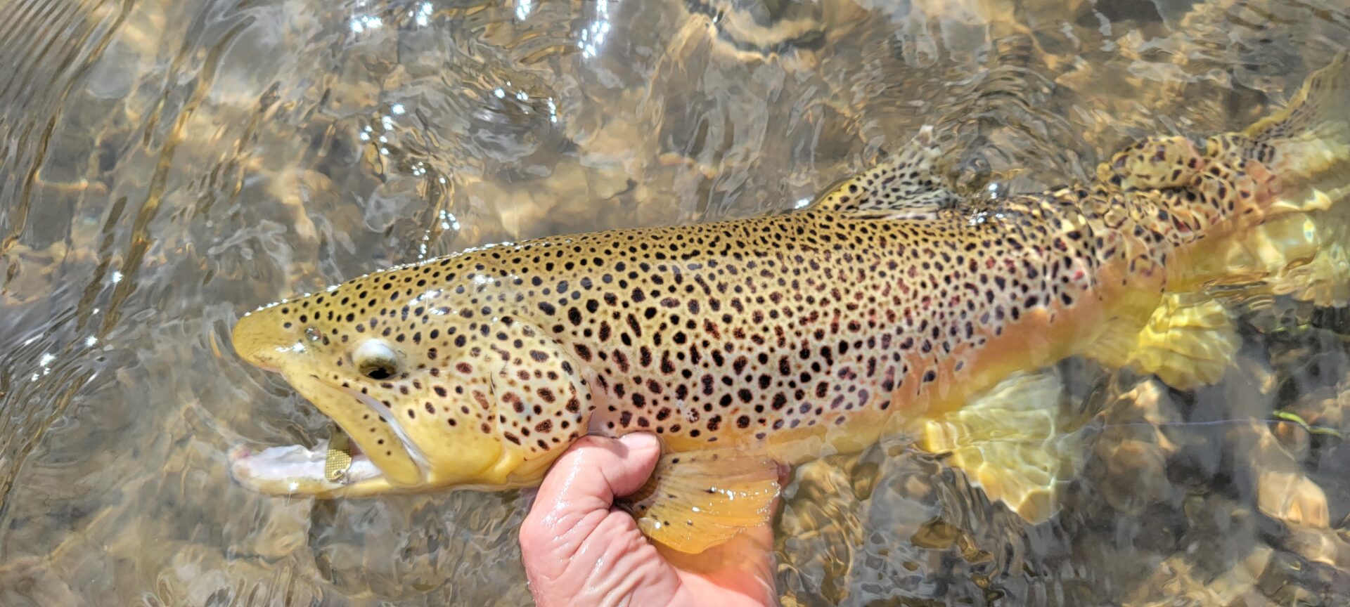 Deane Holding a Brown Trout