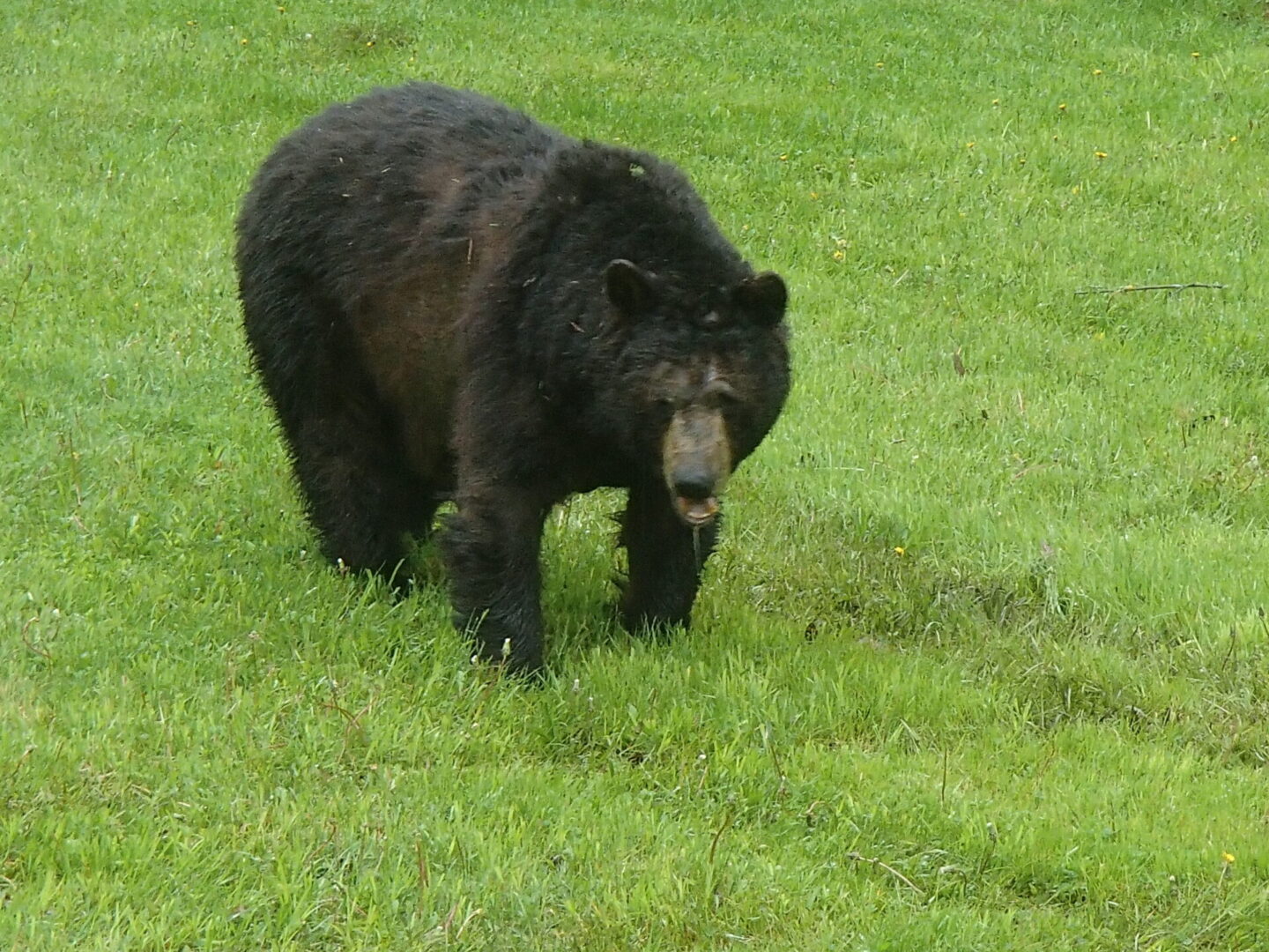 Pennsylvania Black Bear