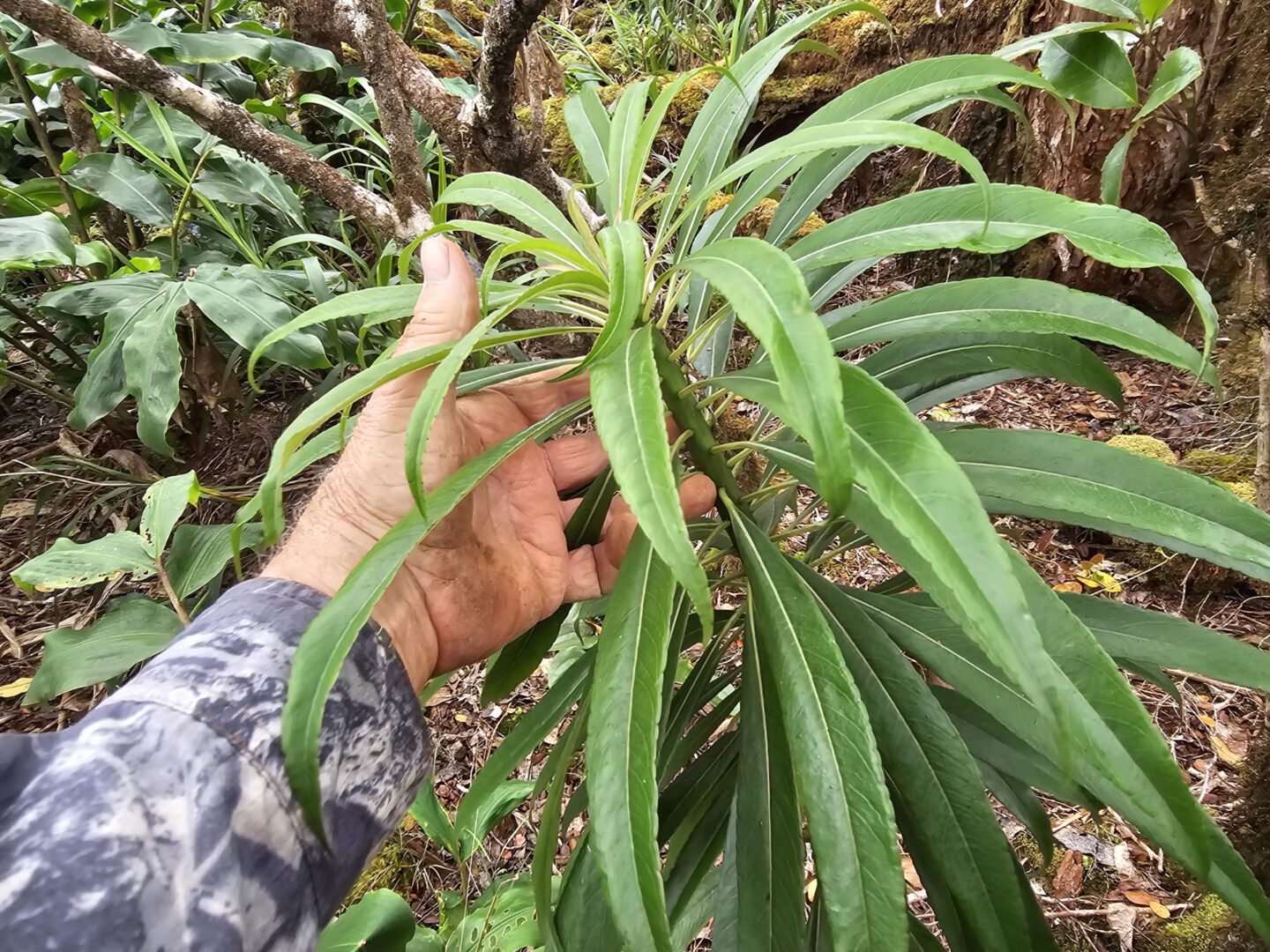Rare Lobelia Grayana Plant